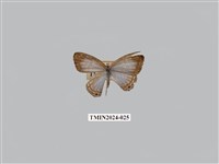 藏品(淡清雅波灰蝶)的圖片